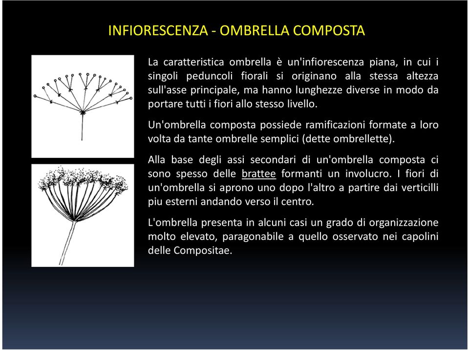 Un'ombrella composta possiede ramificazioni formate a loro volta da tante ombrelle semplici (dette ombrellette).