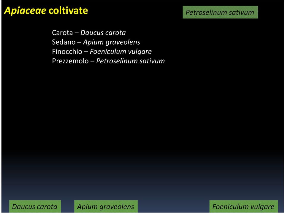 Foeniculum vulgare Prezzemolo Petroselinum