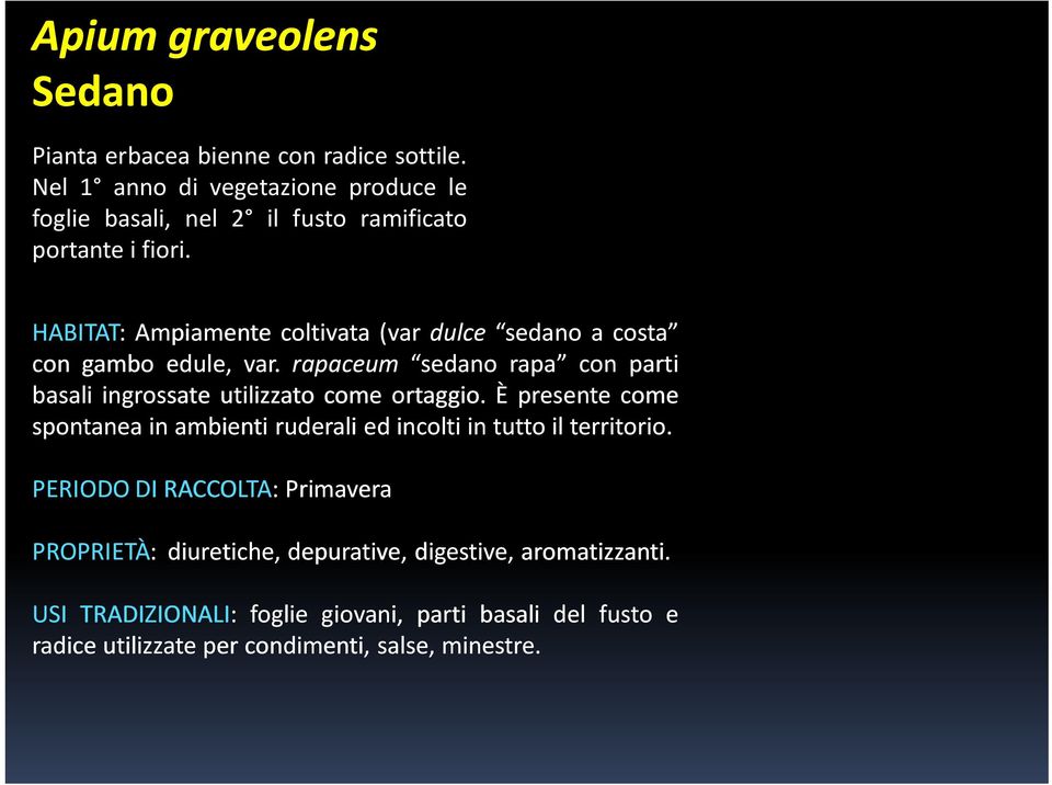 HABITAT: Ampiamente coltivata (var dulce sedano a costa con gambo edule, var.