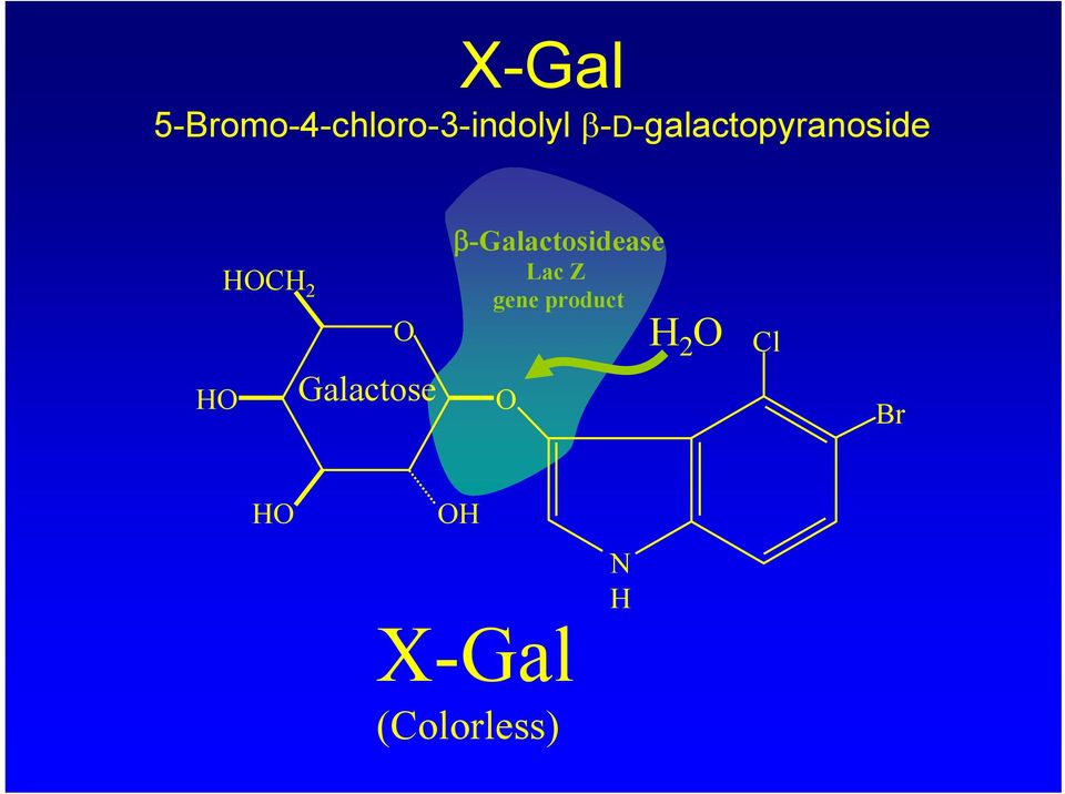 Galactose β-galactosidease Lac Z gene