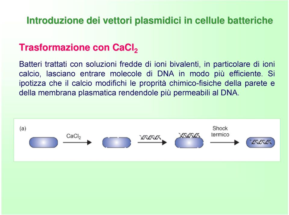 entrare molecole di DNA in modo più efficiente.