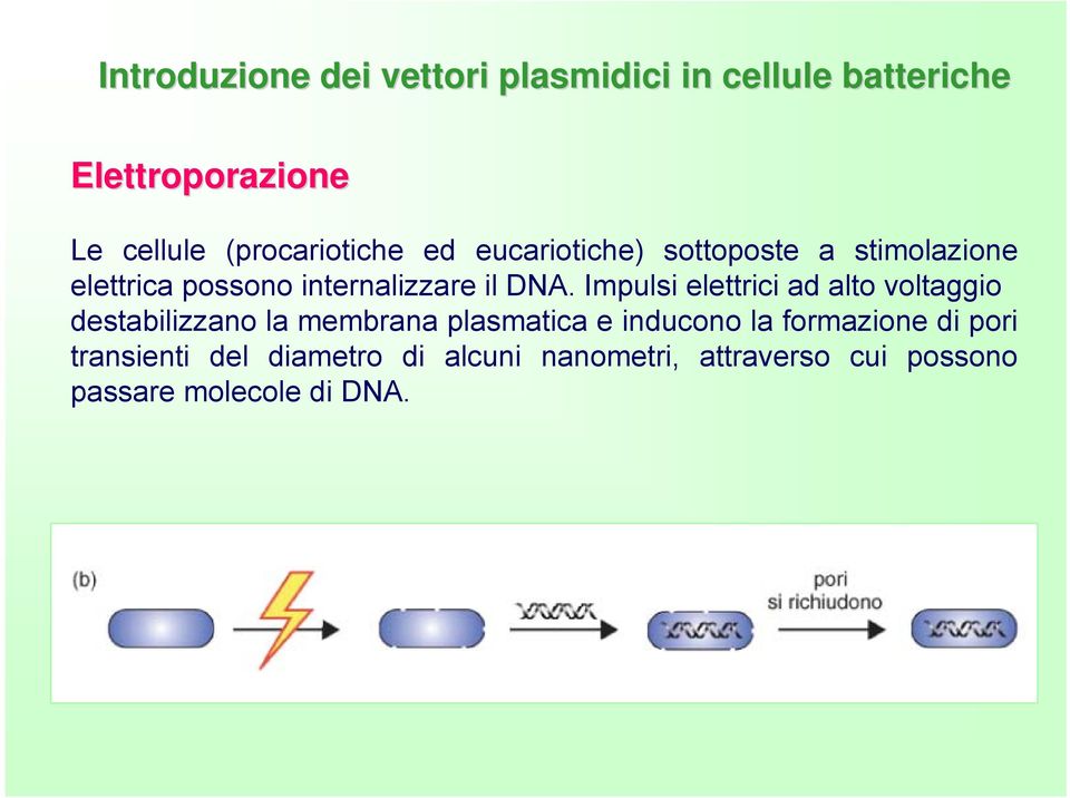 DNA. Impulsi elettrici ad alto voltaggio destabilizzano la membrana plasmatica e inducono la