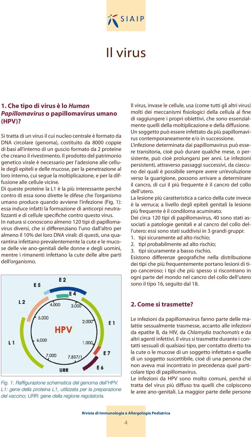 Il prodotto del patrimonio genetico virale è necessario per l adesione alle cellule degli epiteli e delle mucose, per la penetrazione al loro interno, cui segue la moltiplicazione, e per la