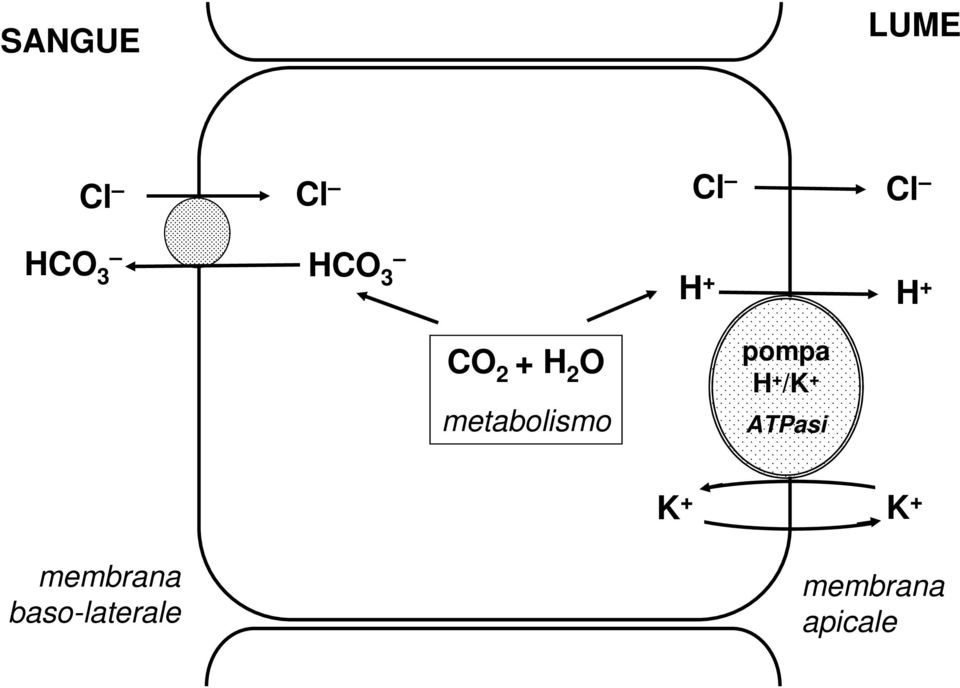 pompa H + /K + ATPasi K + K +