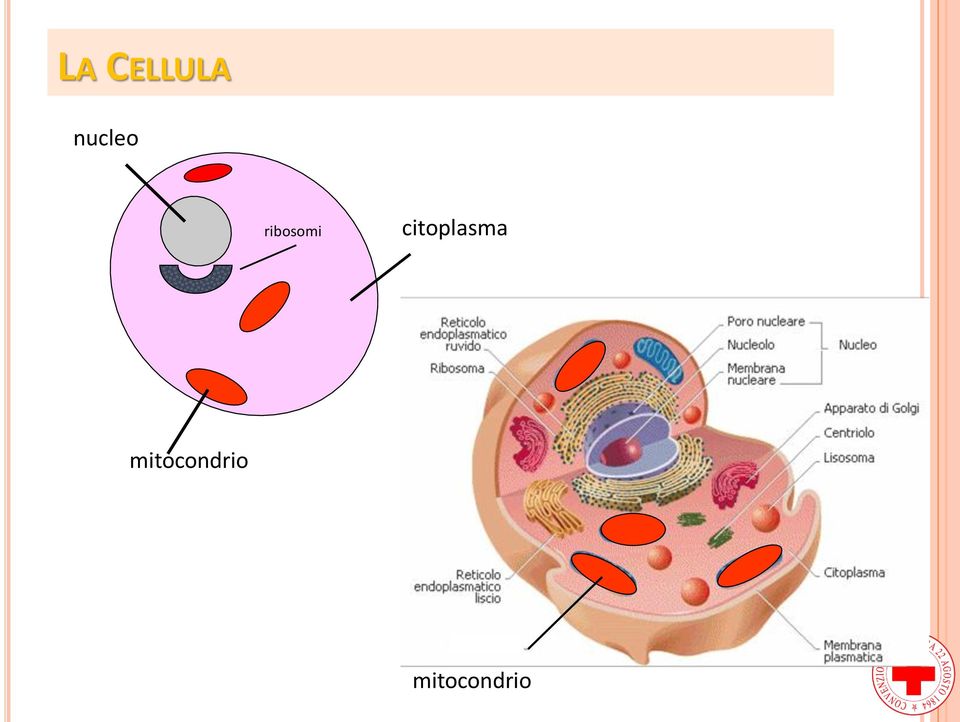 citoplasma