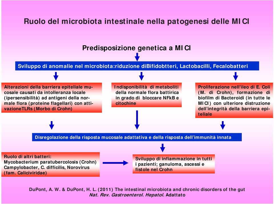 metaboliti della normale flora battirica in grado di bloccare NFkB e citochine Proliferazione nell ileo di E. Coli (M.