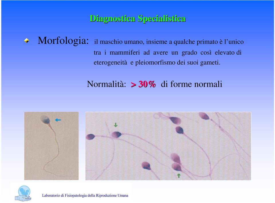 avere un grado così elevato di eterogeneità e