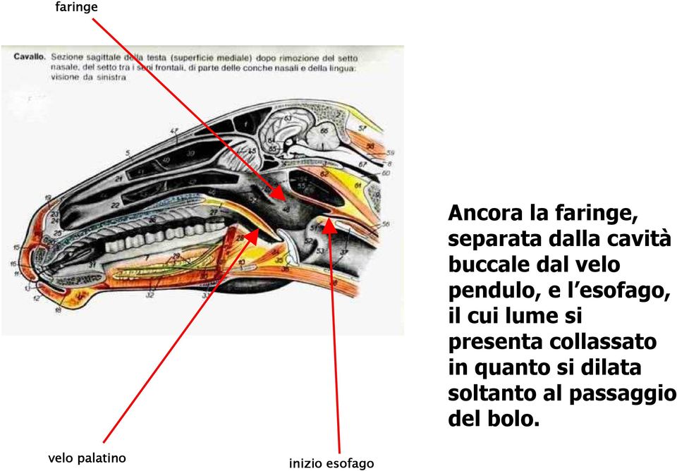 si presenta collassato in quanto si dilata