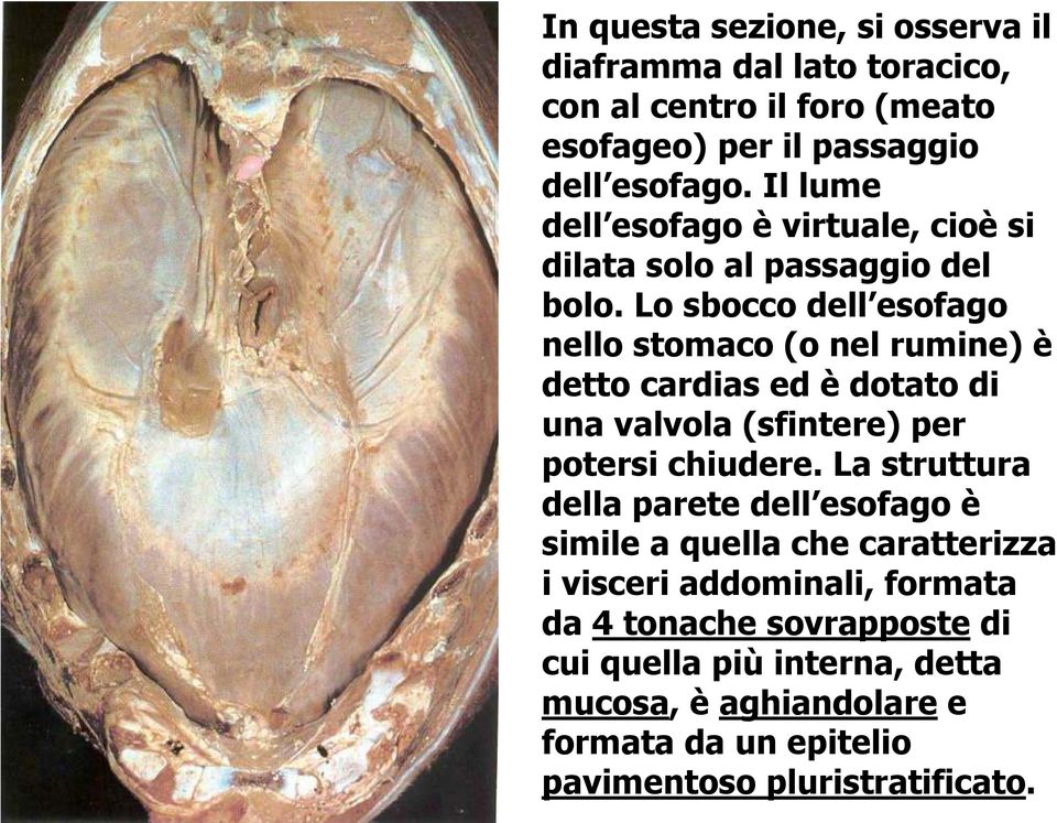 Lo sbocco dell esofago nello stomaco (o nel rumine) è detto cardias ed è dotato di una valvola (sfintere) per potersi chiudere.