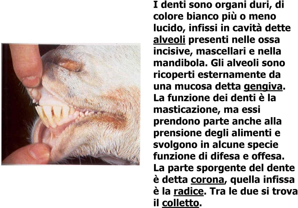 La funzione dei denti è la masticazione, ma essi prendono parte anche alla prensione degli alimenti e svolgono in alcune