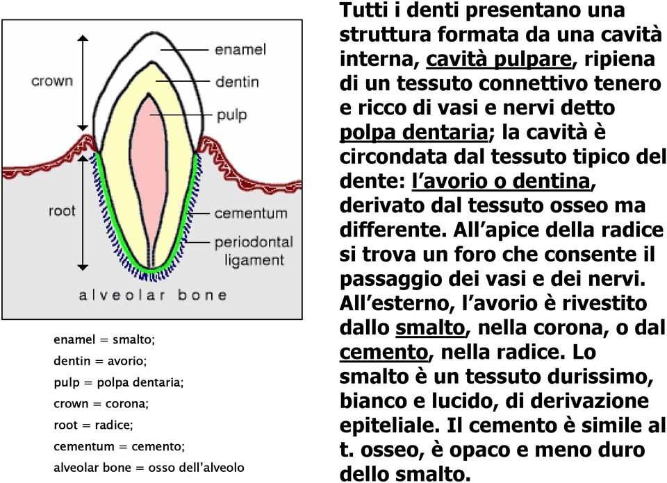 avorio o dentina, derivato dal tessuto osseo ma differente. All apice della radice si trova un foro che consente il passaggio dei vasi e dei nervi.