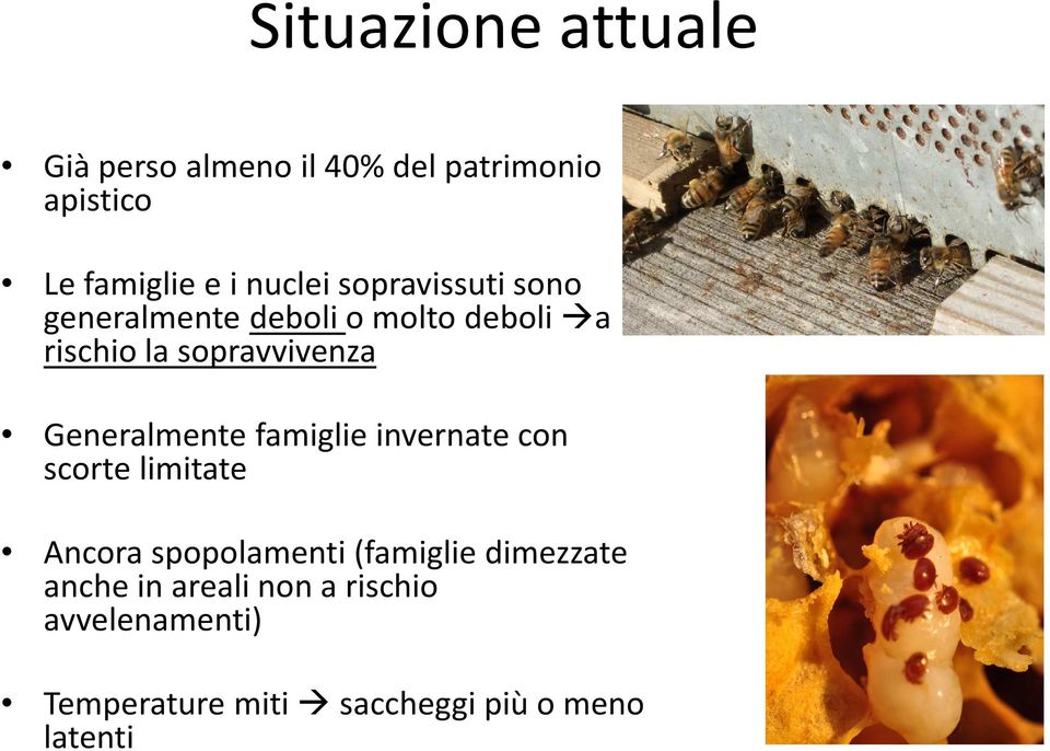 Generalmente famiglie invernate con scorte limitate Ancora spopolamenti (famiglie