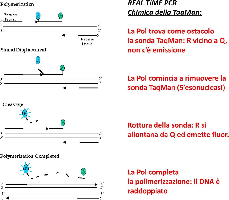 sonda TaqMan (5 esonucleasi) Rottura della sonda: R si allontana da Q