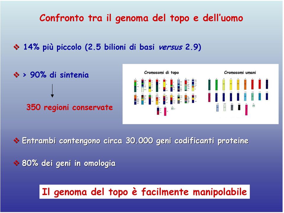 9) > 90% di sintenia Topo Cromosomi di topo Uomo Cromosomi umani 350 regioni
