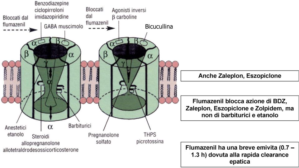 Zolpidem, ma non di barbiturici e etanolo Flumazenil