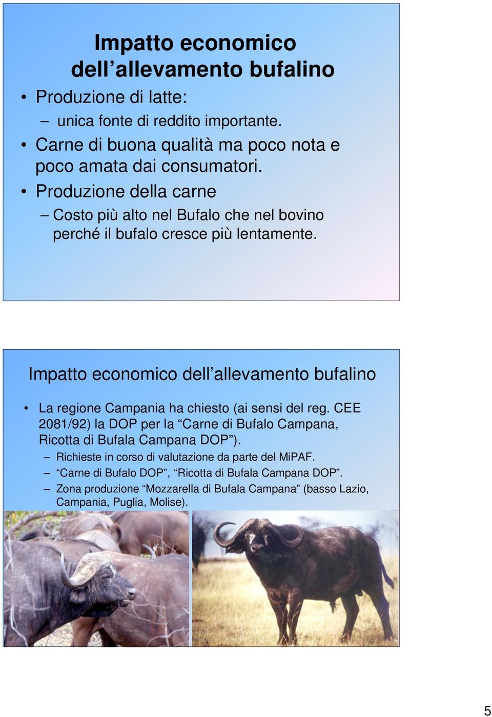 Produzione della carne Costo più alto nel Bufalo che nel bovino perché il bufalo cresce più lentamente.