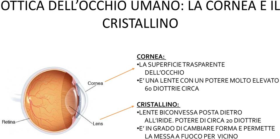 CIRCA CRISTALLINO: LENTE BICONVESSA POSTA DIETRO ALL IRIDE.