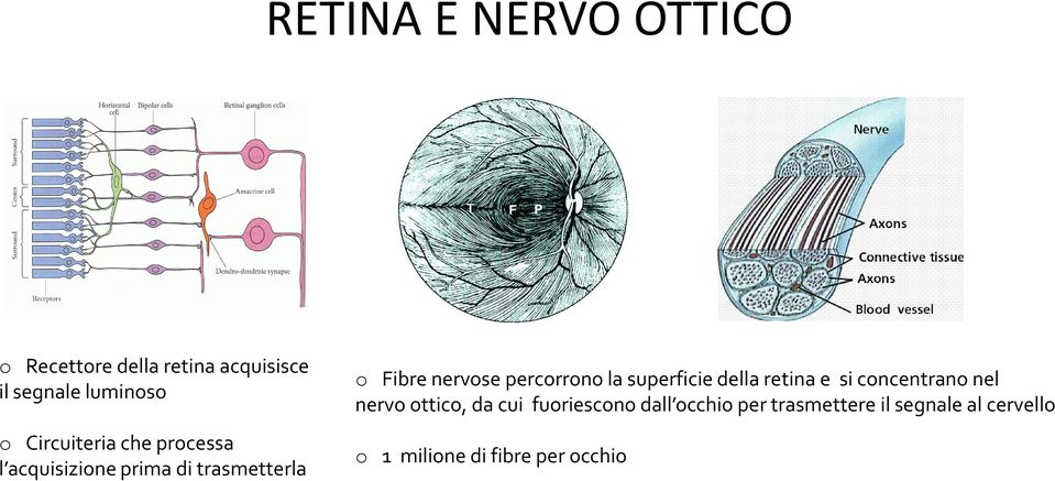 percorrono la superficie della retina e si concentrano nel nervo ottico, da cui