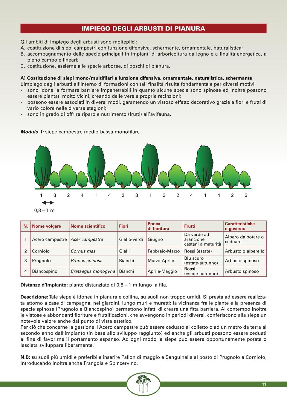 A) Costituzione di siepi mono/multifilari a funzione difensiva, ornamentale, naturalistica, schermante L impiego degli arbusti all interno di formazioni con tali finalità risulta fondamentale per