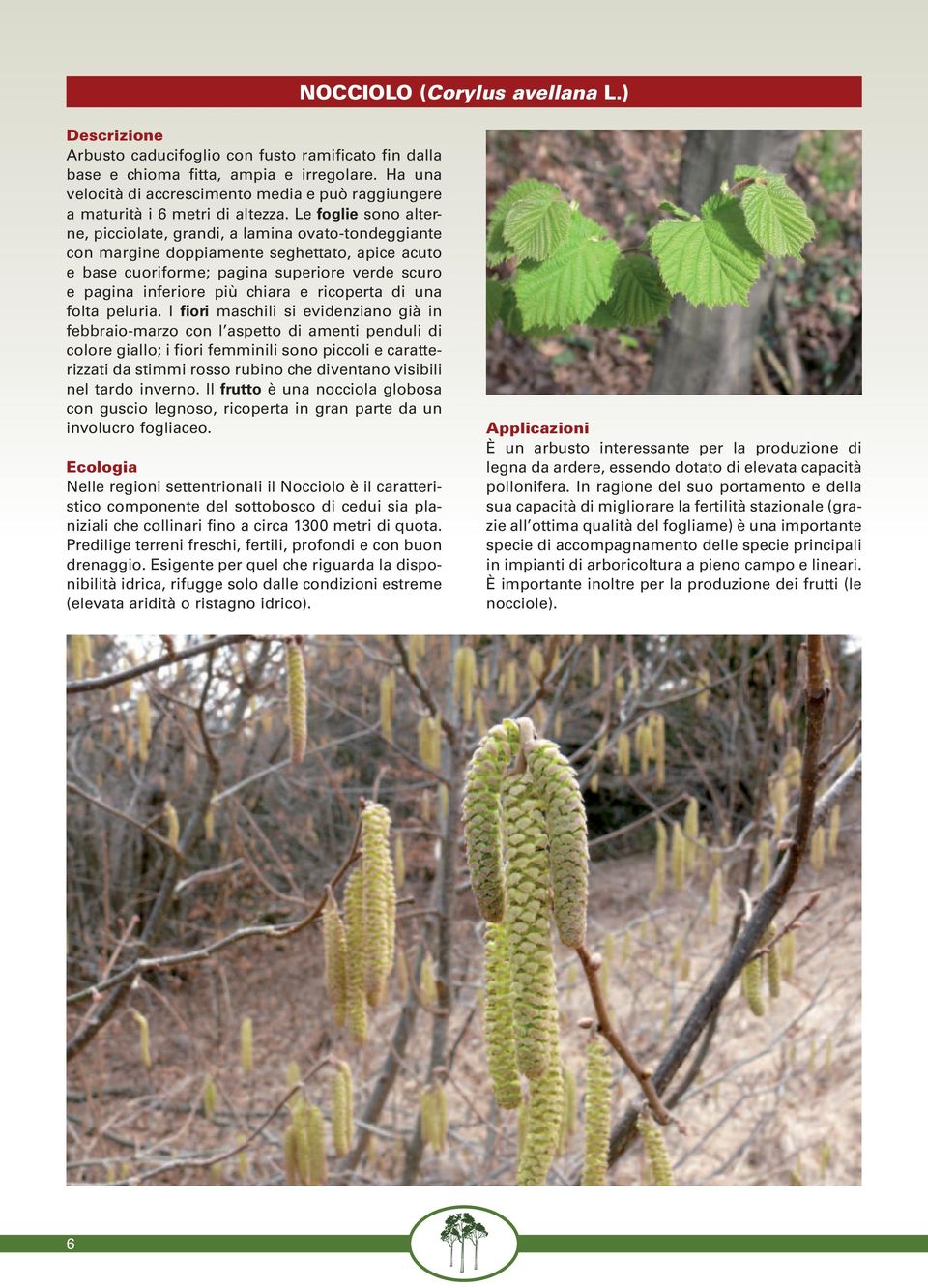 Le foglie sono alterne, picciolate, grandi, a lamina ovato-tondeggiante con margine doppiamente seghettato, apice acuto e base cuoriforme; pagina superiore verde scuro e pagina inferiore più chiara e