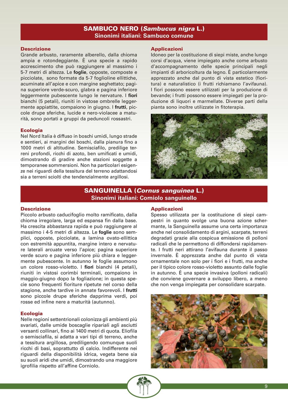 Le foglie, opposte, composte e picciolate, sono formate da 5-7 foglioline ellittiche, acuminate all apice e con margine seghettato; pagina superiore verde-scuro, glabra e pagina inferiore leggermente