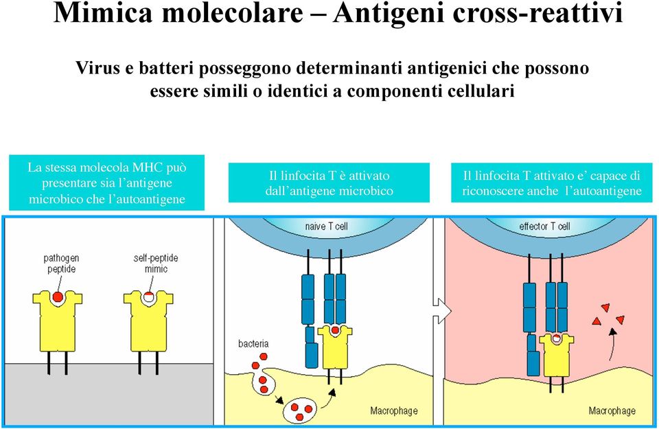 molecola MHC può presentare sia l antigene microbico che l autoantigene Il linfocita T è