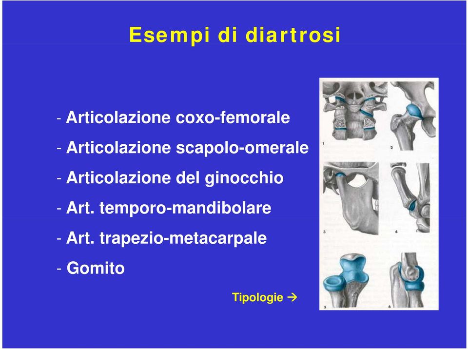 Articolazione ione del ginocchio - Art.