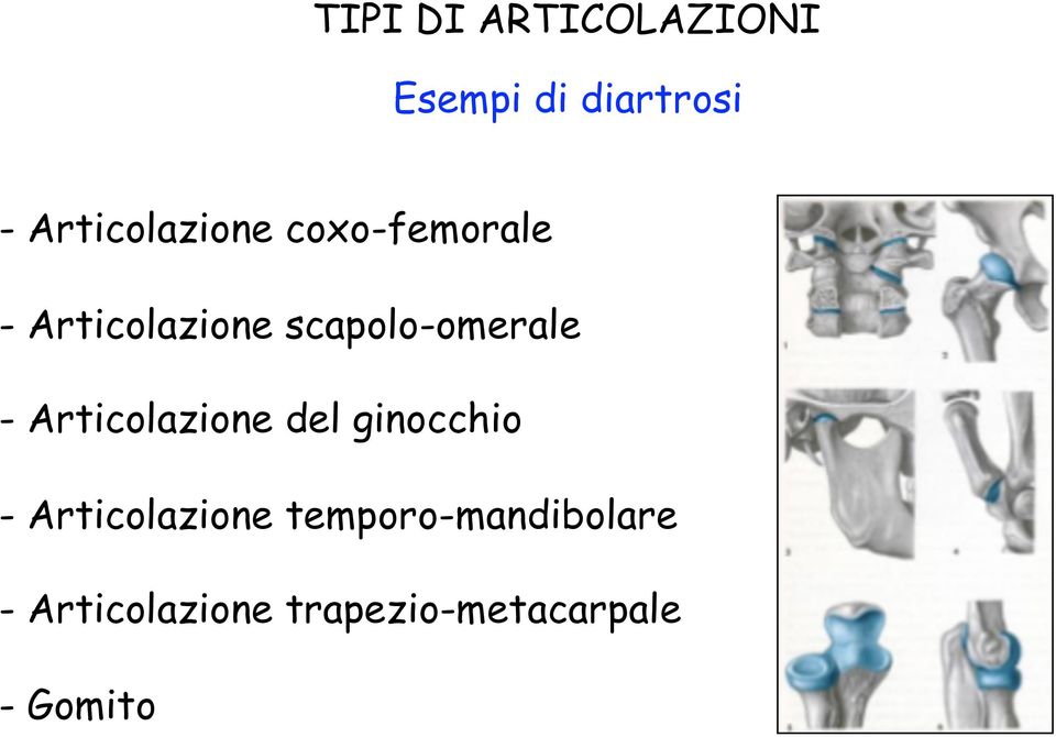 scapolo-omerale - Articolazione del ginocchio -