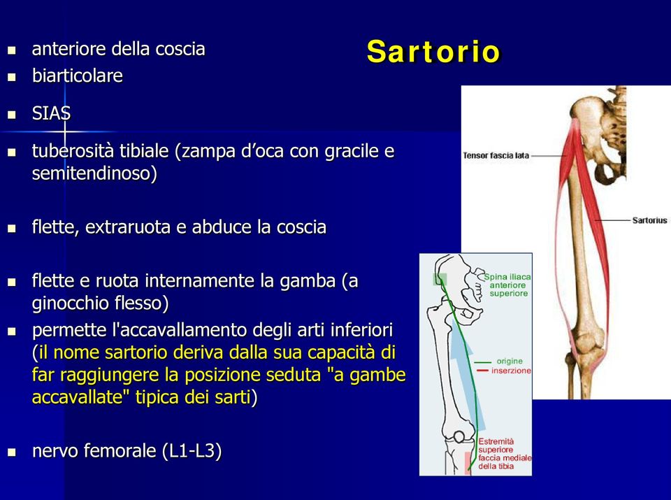 ginocchio flesso) permette l'accavallamento degli arti inferiori (il nome sartorio deriva dalla sua