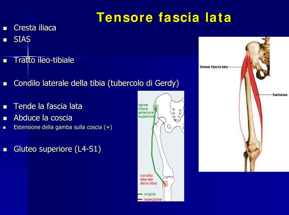 di Gerdy) Tende la fascia lata Abduce la coscia