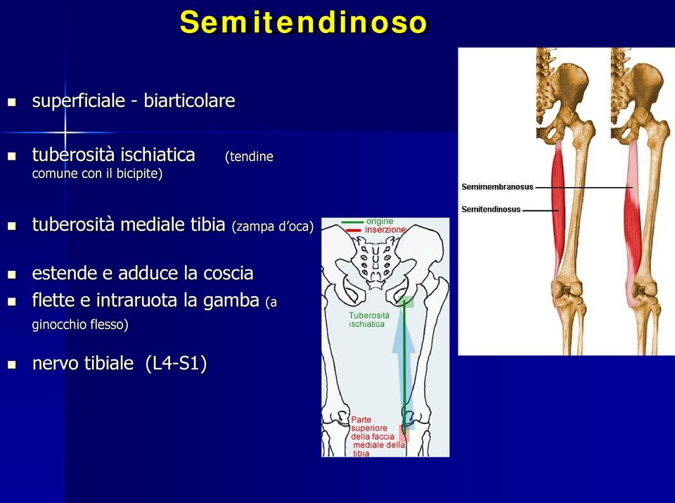 mediale tibia (zampa d oca) estende e adduce la coscia