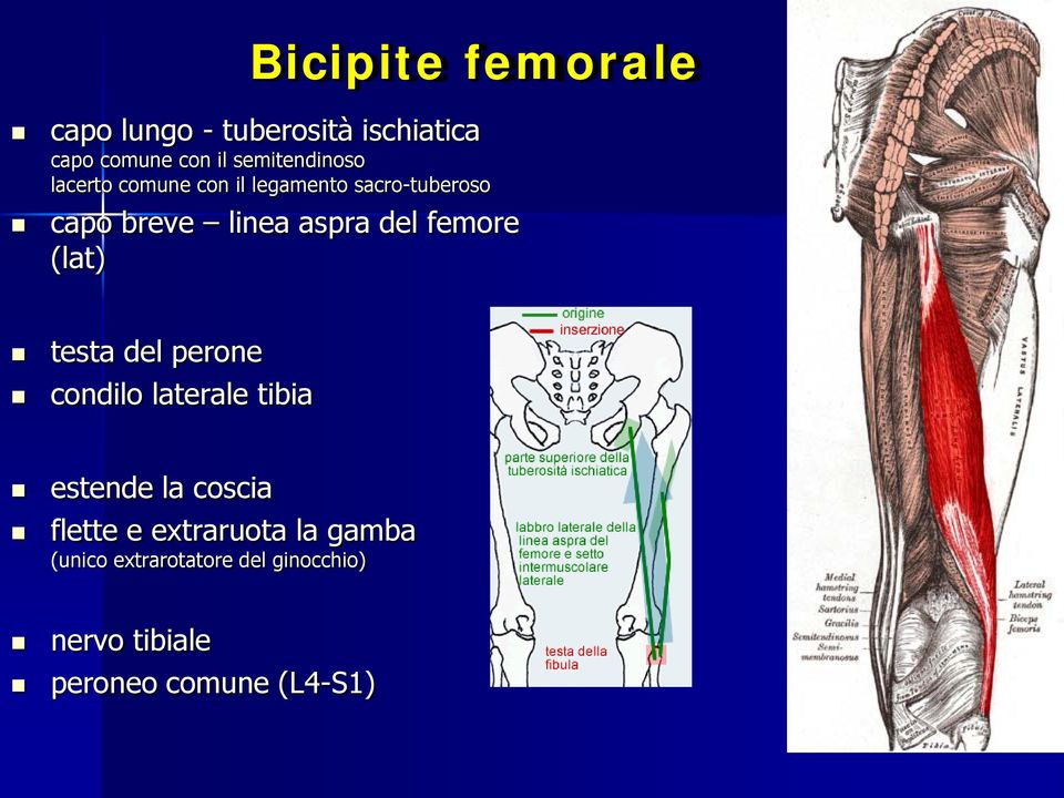 aspra del femore (lat) testa del perone condilo laterale tibia estende la coscia