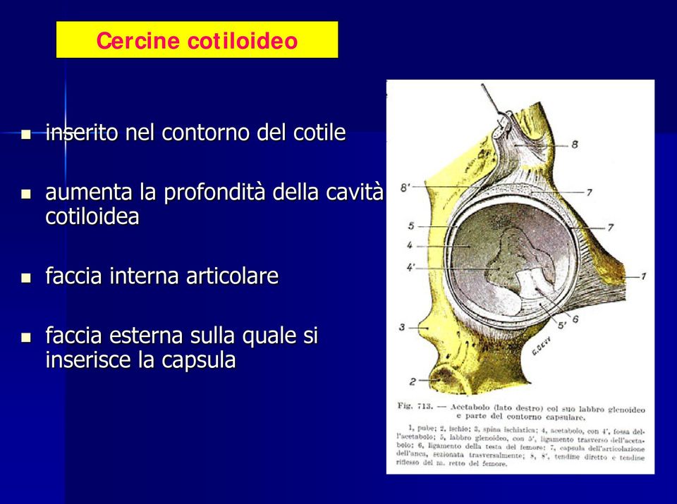 cavità cotiloidea faccia interna articolare