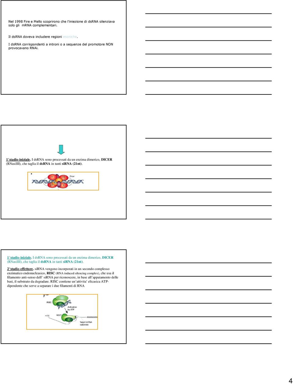 I dsrna sono processati da un enzima dimerico, DICER (RNasiIII), che taglia il dsrna in tanti sirna (21nt). 1 stadio-iniziale.