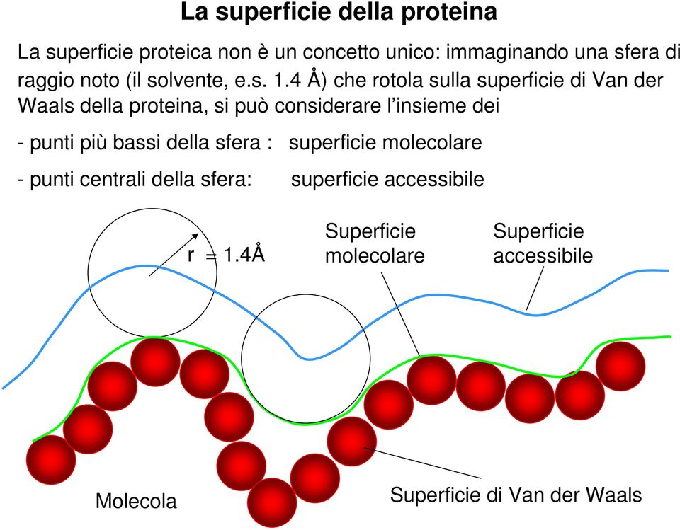 4 Å) che rotola sulla superficie di Van der Waals della proteina, si può considerare l insieme dei - punti