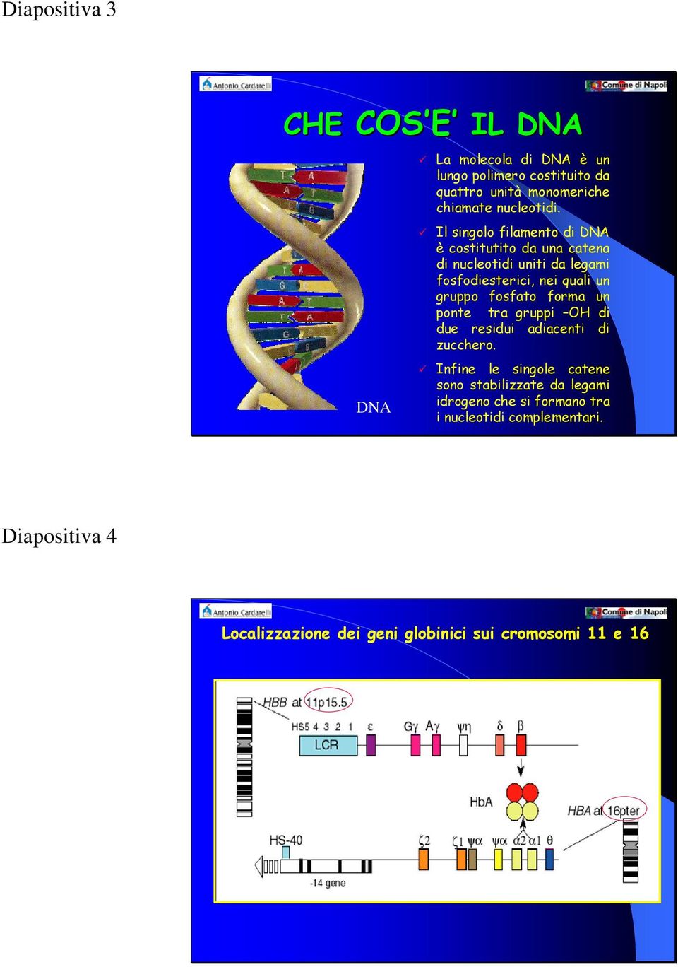 Il singolo filamento di DNA è costitutito da una catena di nucleotidi uniti da legami fosfodiesterici, nei quali un gruppo