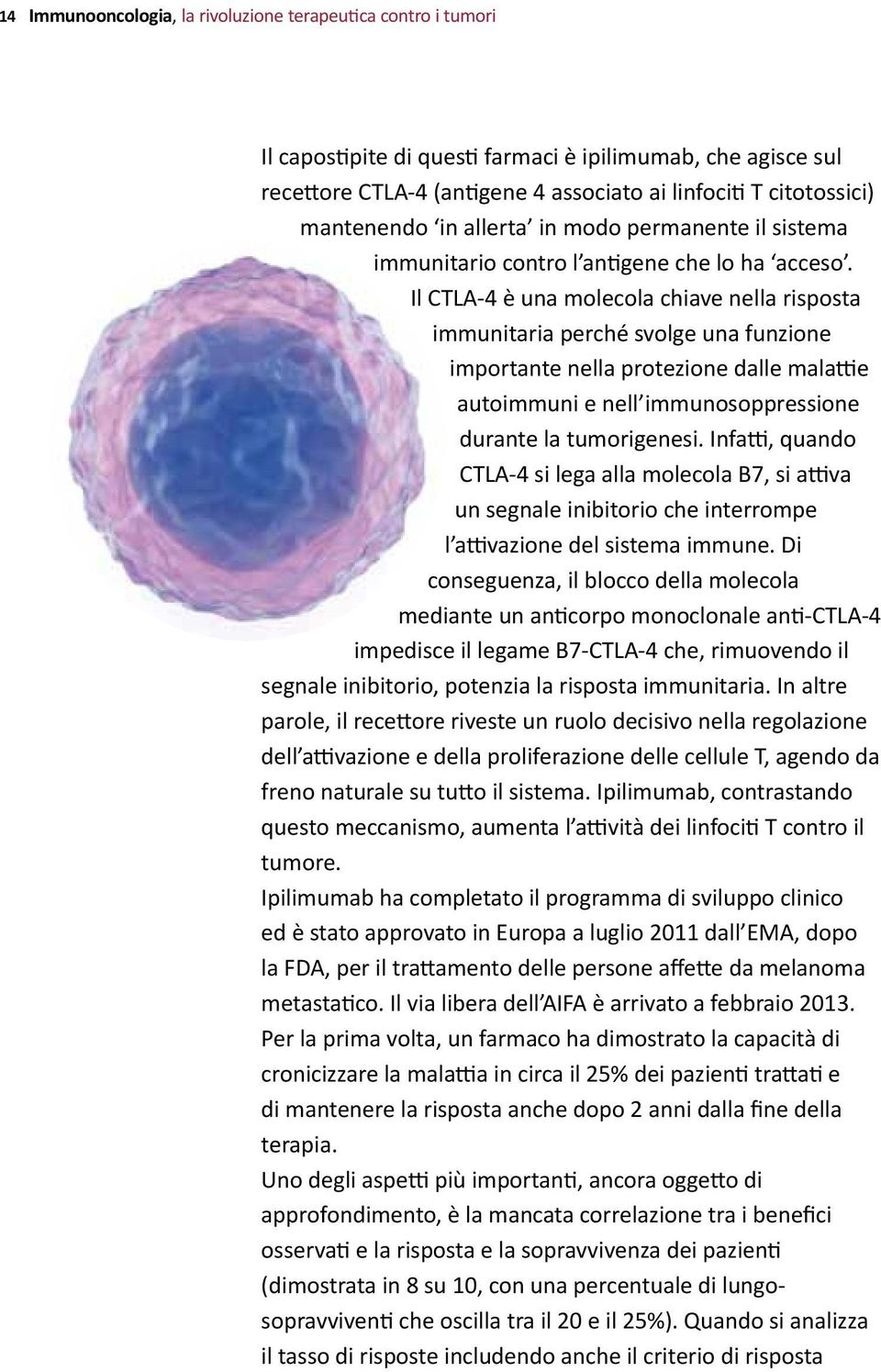 Il CTLA-4 è una molecola chiave nella risposta immunitaria perché svolge una funzione importante nella protezione dalle malattie autoimmuni e nell immunosoppressione durante la tumorigenesi.