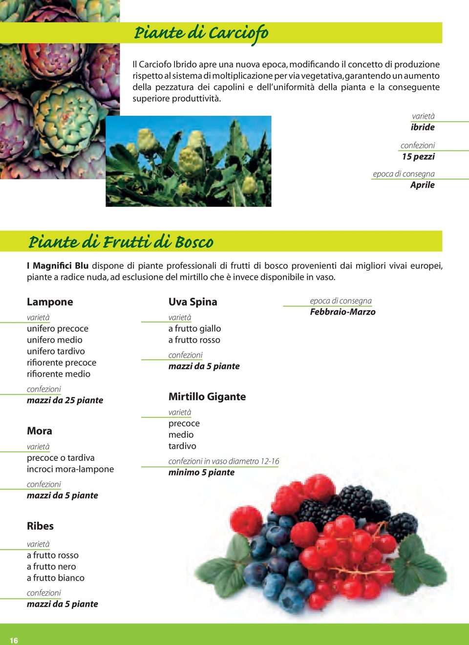 ibride 15 pezzi Aprile Piante di Frutti di Bosco I Magnifici Blu dispone di piante professionali di frutti di bosco provenienti dai migliori vivai europei, piante a radice nuda, ad esclusione del
