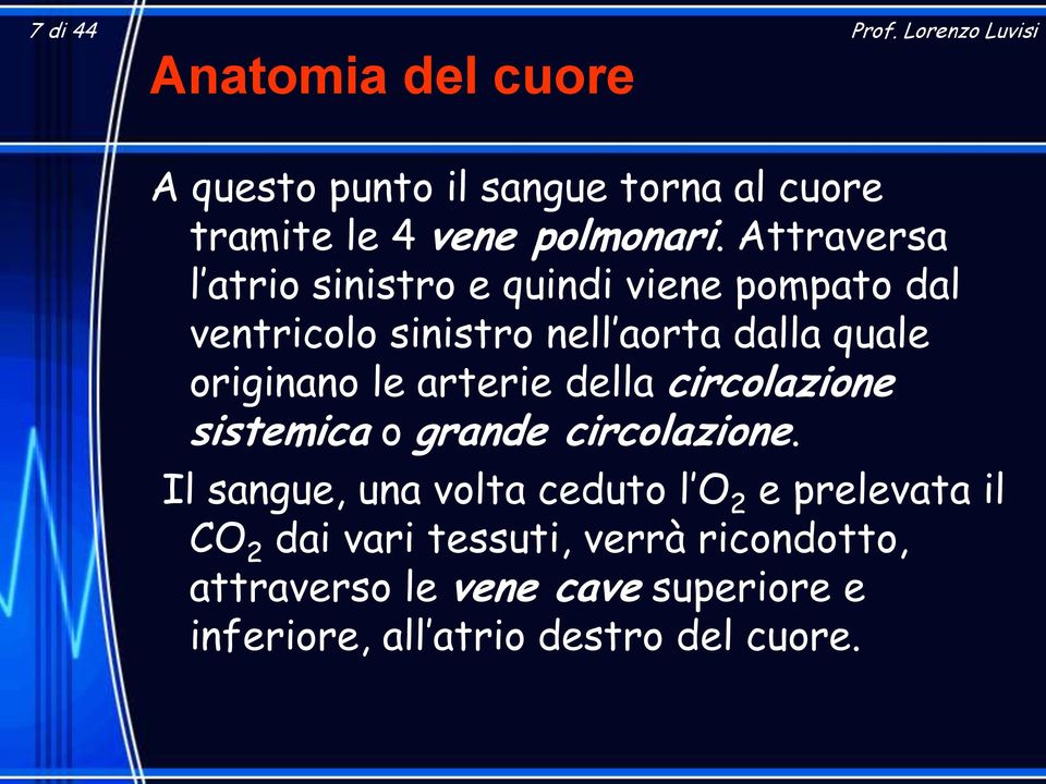 le arterie della circolazione sistemica o grande circolazione.