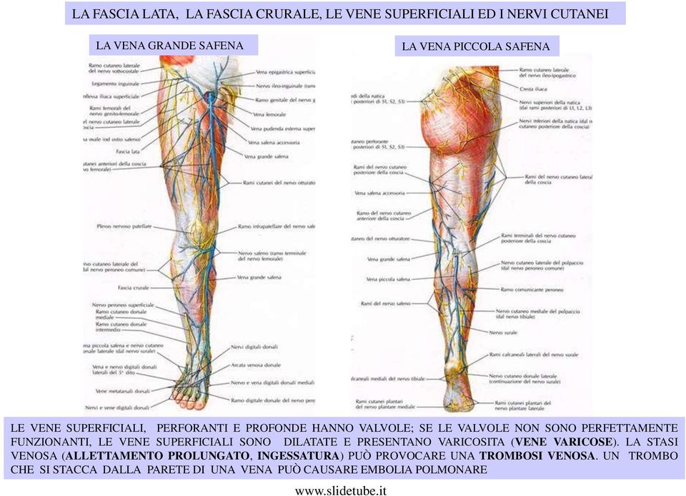 VENE SUPERFICIALI SONO DILATATE E PRESENTANO VARICOSITA (VENE VARICOSE).