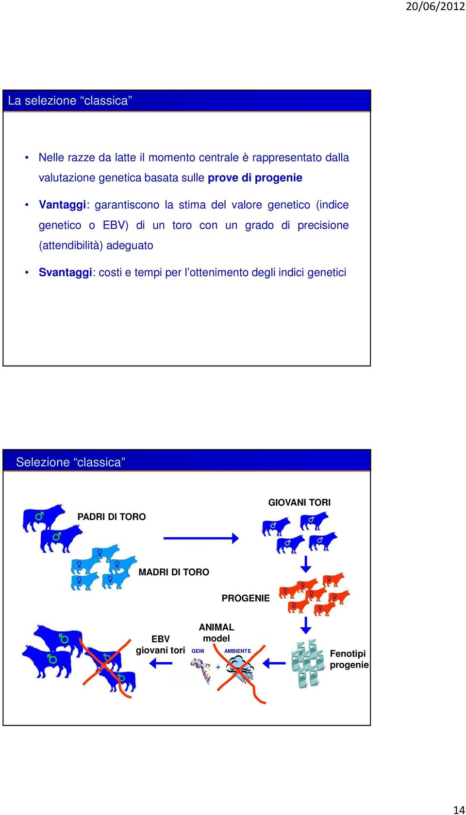 di precisione (attendibilità) adeguato Svantaggi: costi e tempi per l ottenimento degli indici genetici Selezione