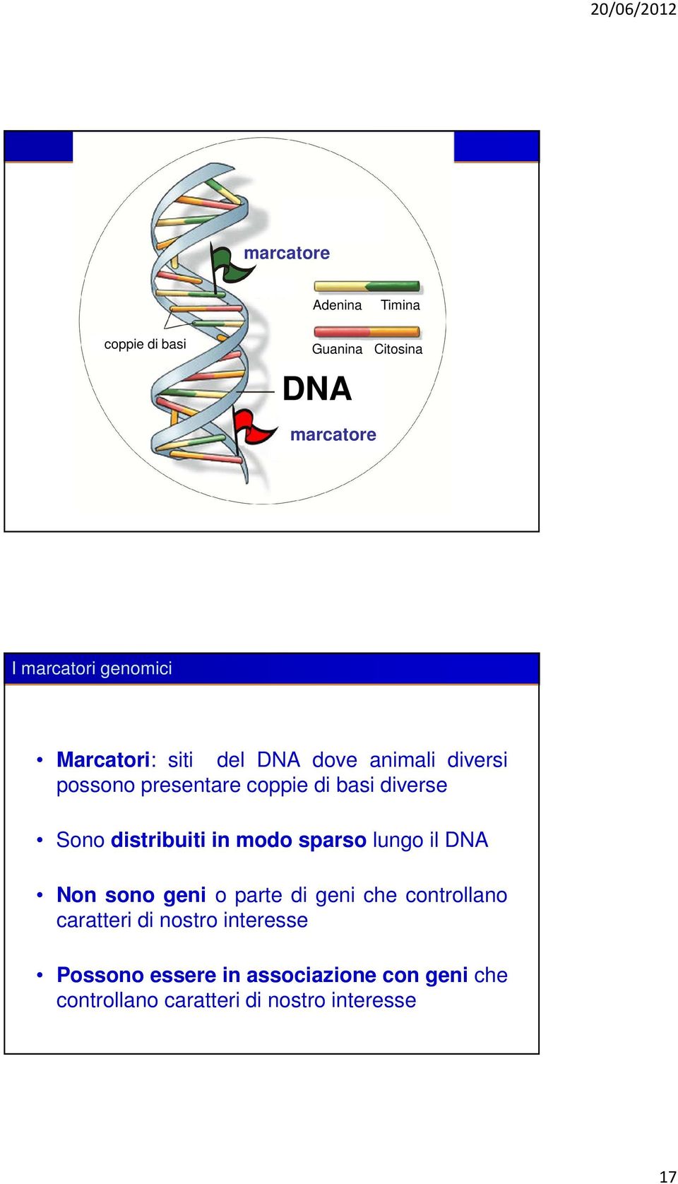 distribuiti in modo sparso lungo il DNA Non sono geni o parte di geni che controllano caratteri