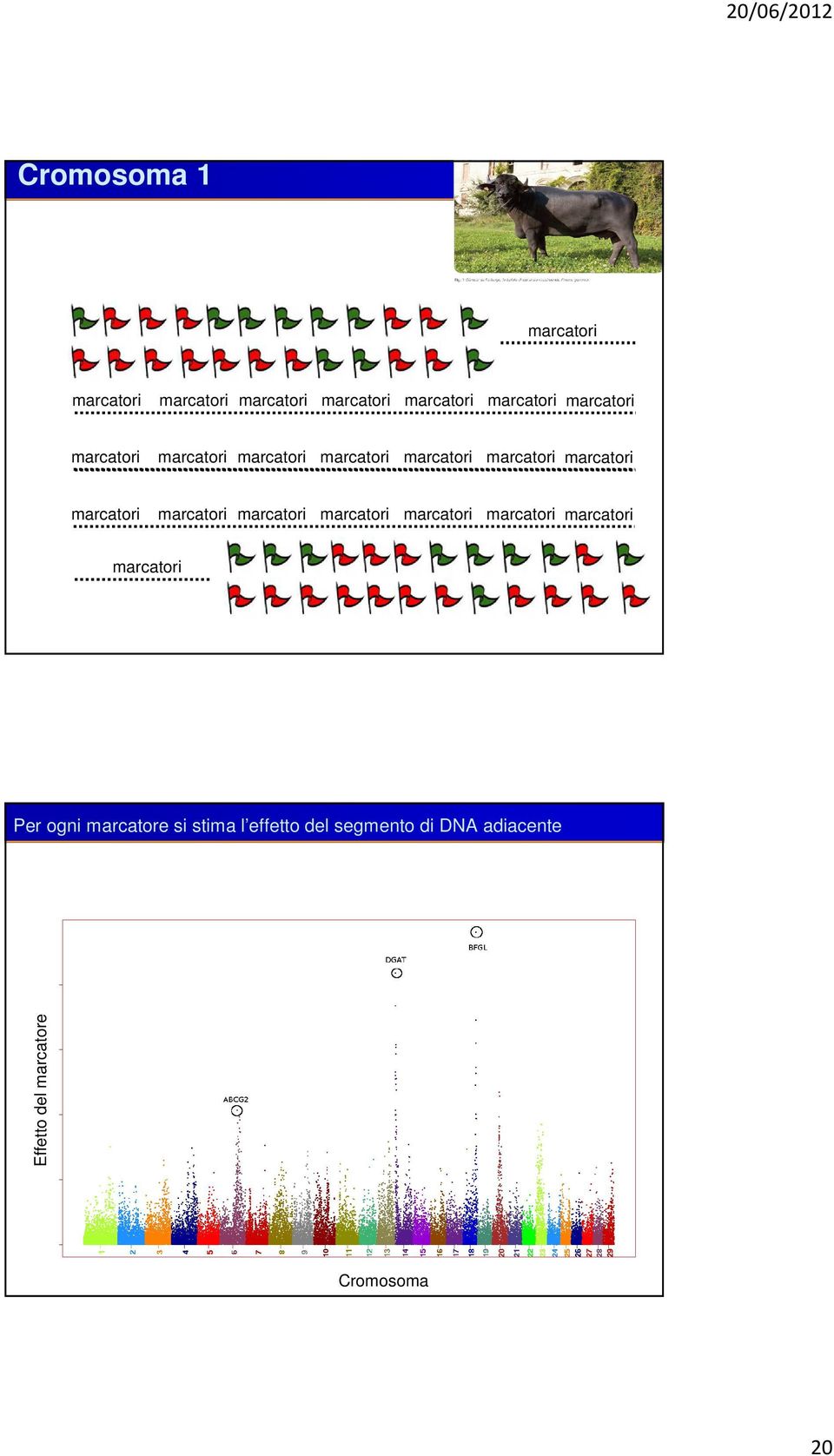 marcatori marcatori marcatori marcatori Per ogni marcatore si stima l effetto del segmento di DNA