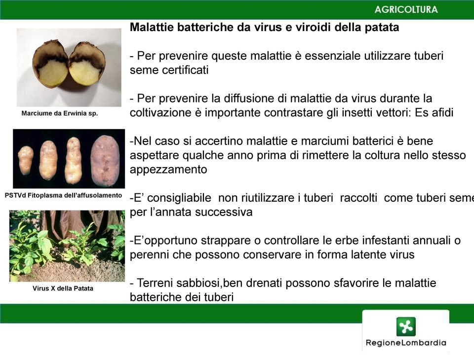 aspettare qualche anno prima di rimettere la coltura nello stesso appezzamento PSTVd Fitoplasma dell affusolamento -E consigliabile non riutilizzare i tuberi raccolti come tuberi seme per l