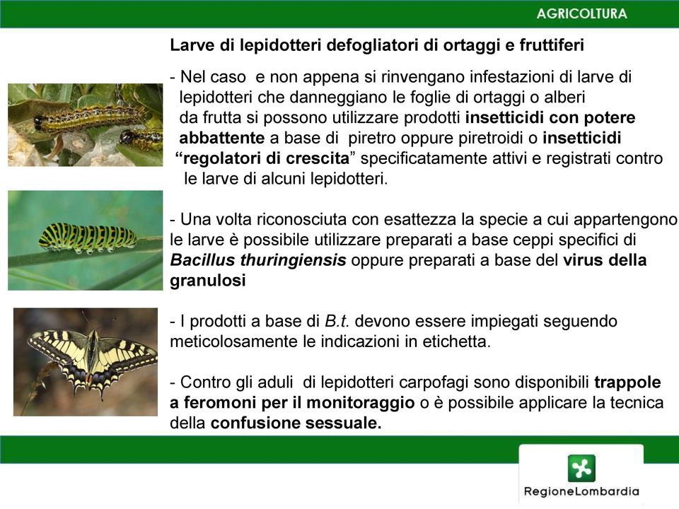 lepidotteri.