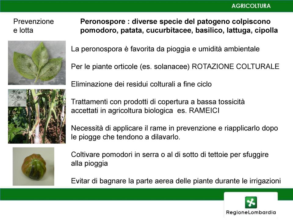 solanacee) ROTAZIONE COLTURALE Eliminazione dei residui colturali a fine ciclo Trattamenti con prodotti di copertura a bassa tossicità accettati in agricoltura