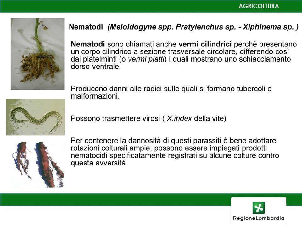 (o vermi piatti) i quali mostrano uno schiacciamento dorso-ventrale. Producono danni alle radici sulle quali si formano tubercoli e malformazioni.