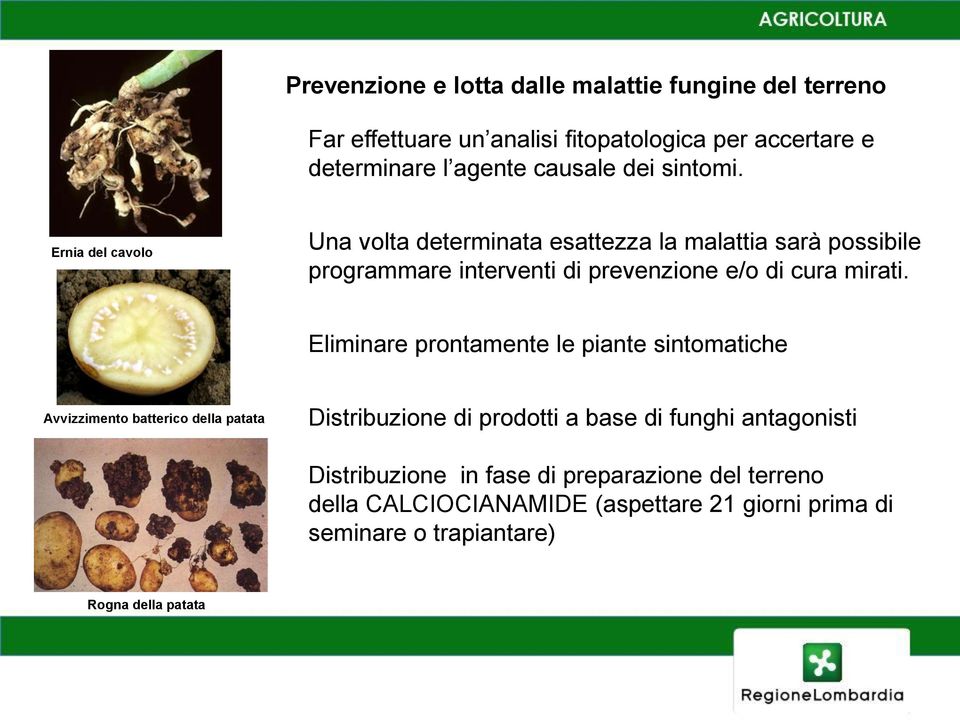 Eliminare prontamente le piante sintomatiche FOTO:Tantardini Avvizzimento batterico della patata Distribuzione di prodotti a base di funghi