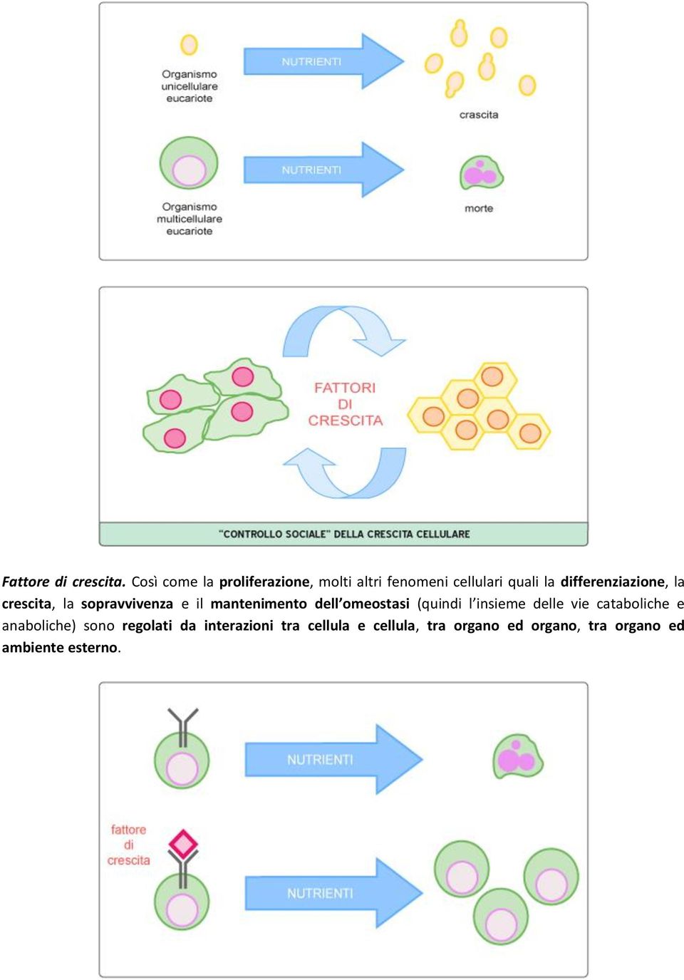 differenziazione, la crescita, la sopravvivenza e il mantenimento dell omeostasi