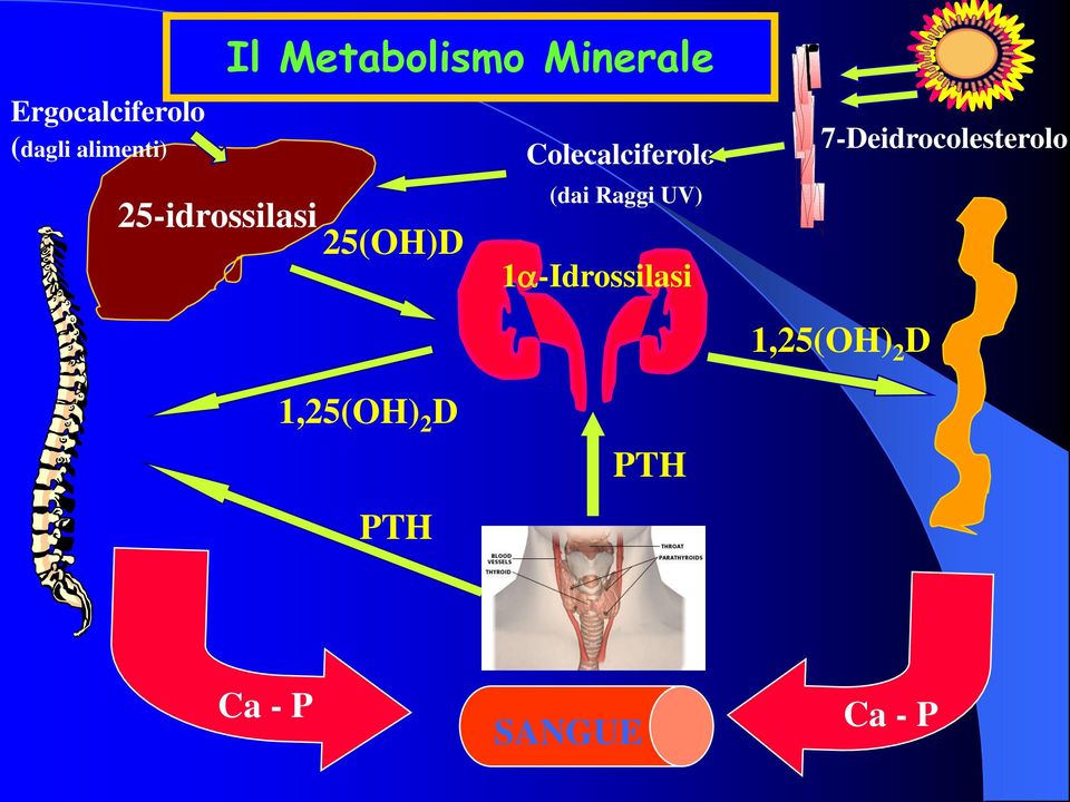 Colecalciferolo (dai Raggi UV) 1 -Idrossilasi PTH